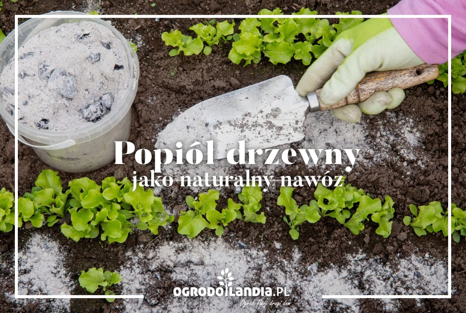 Popiół drzewny jako naturalny nawóz