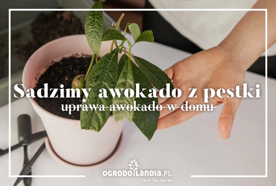 Sadzimy awokado z pestki - uprawa awokado w domu