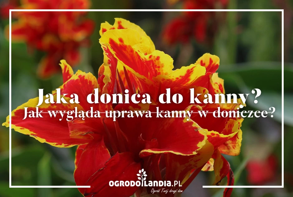 Panna kanna w donicy – jak wybrać idealne naczynie i zapewnić jej bujny wzrost?