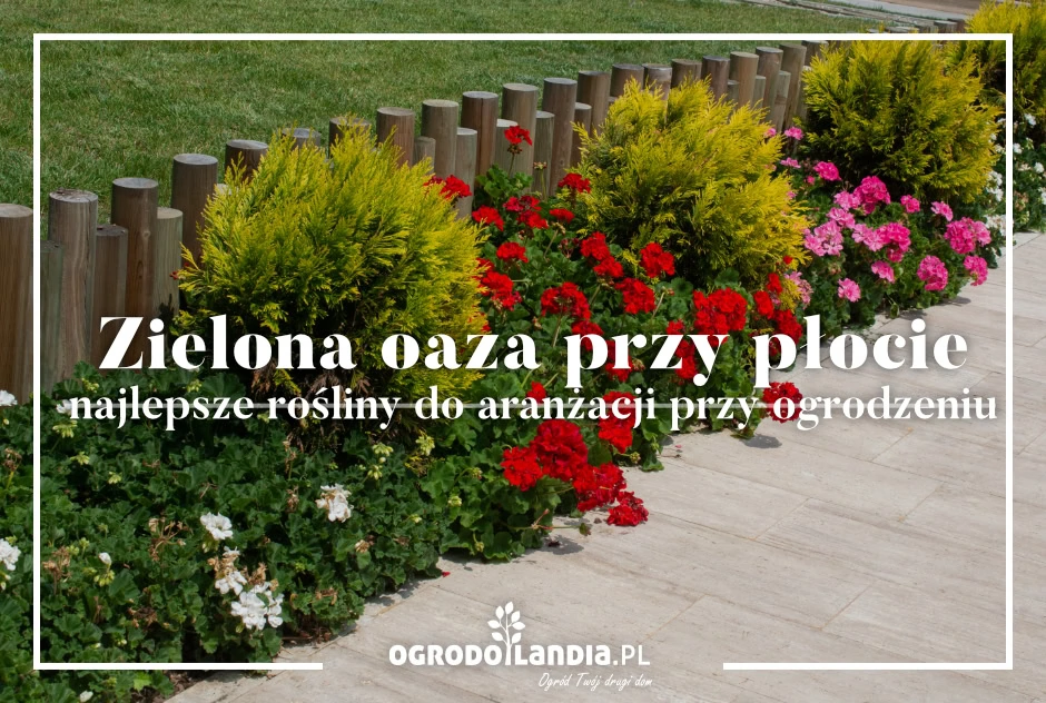 Zielona oaza przy płocie - najlepsze rośliny do aranżacji przy ogrodzeniu