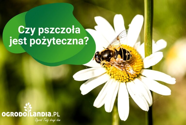 Pszczoła – niezbędny element natury