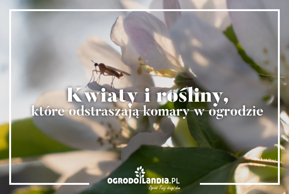 Jakie rośliny odstraszają komary w ogrodzie?