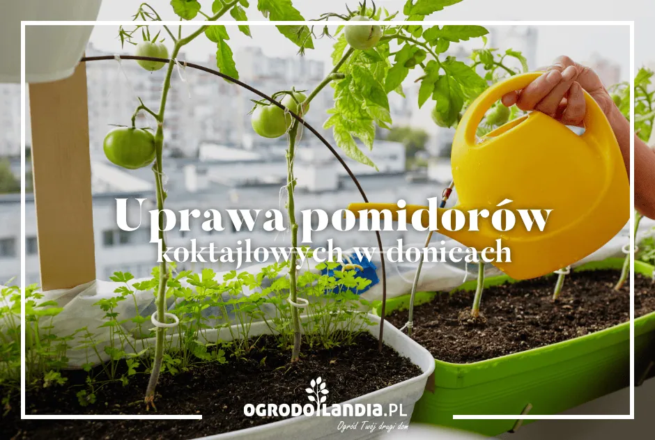 Uprawiamy pomidory w doniczkach