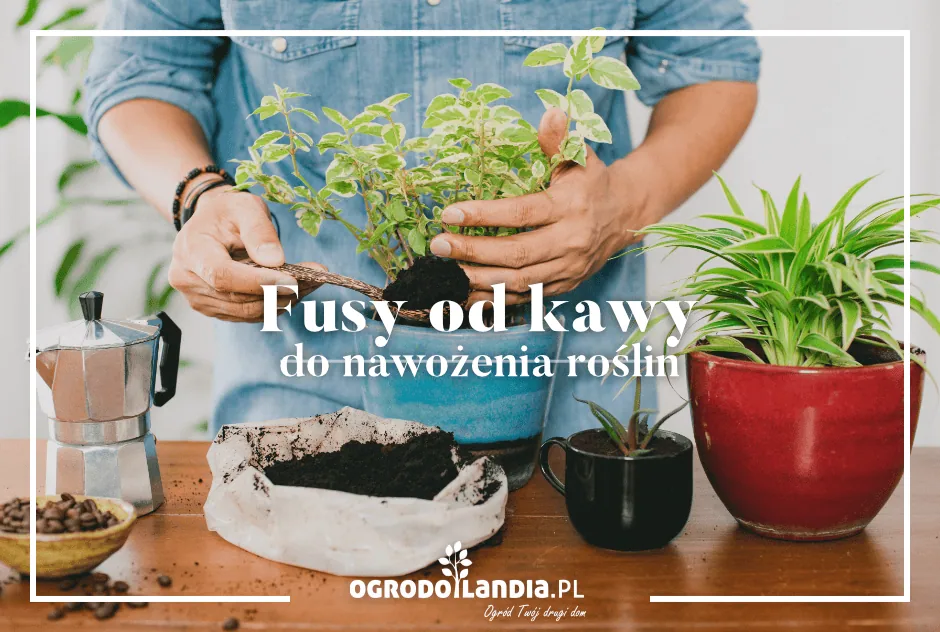 Fusy od kawy do nawożenia roślin doniczkowych i ogrodowych