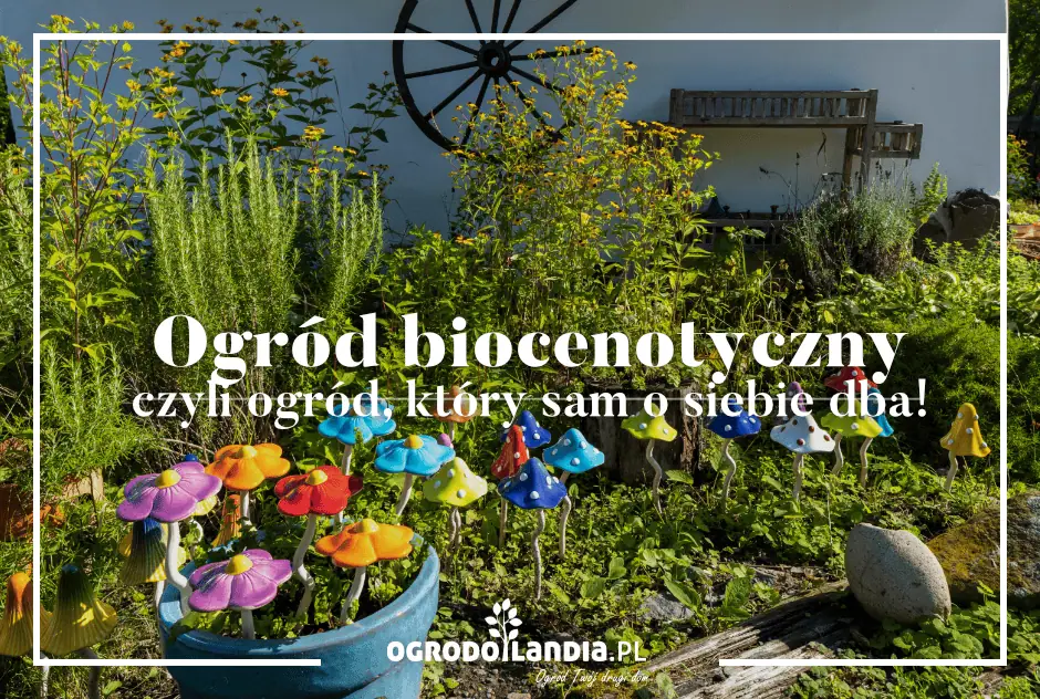 Ogród biocenotyczny, czyli ogród, który sam o siebie dba!