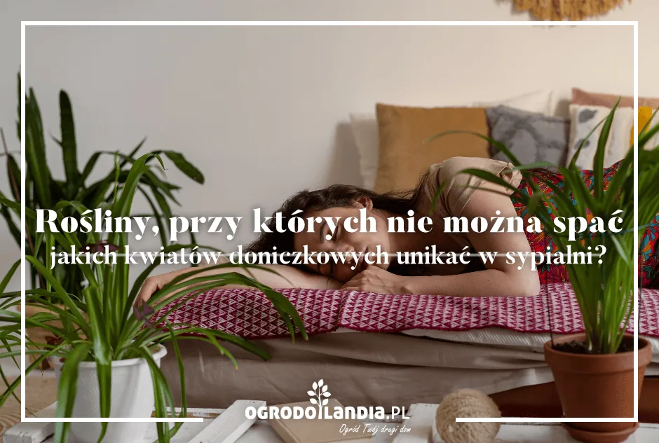 Jakich roślin unikać w sypialni?