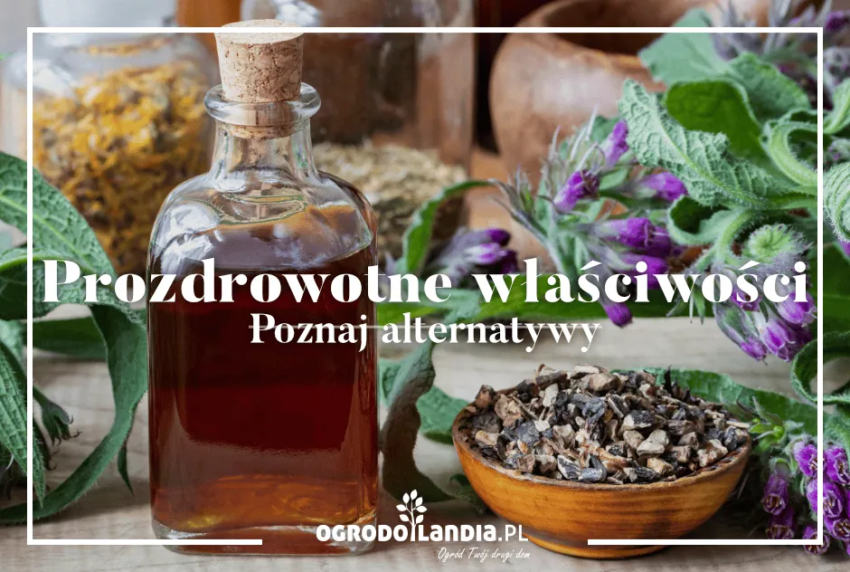 Prozdrowotne właściwości żywokostu lekarskiego