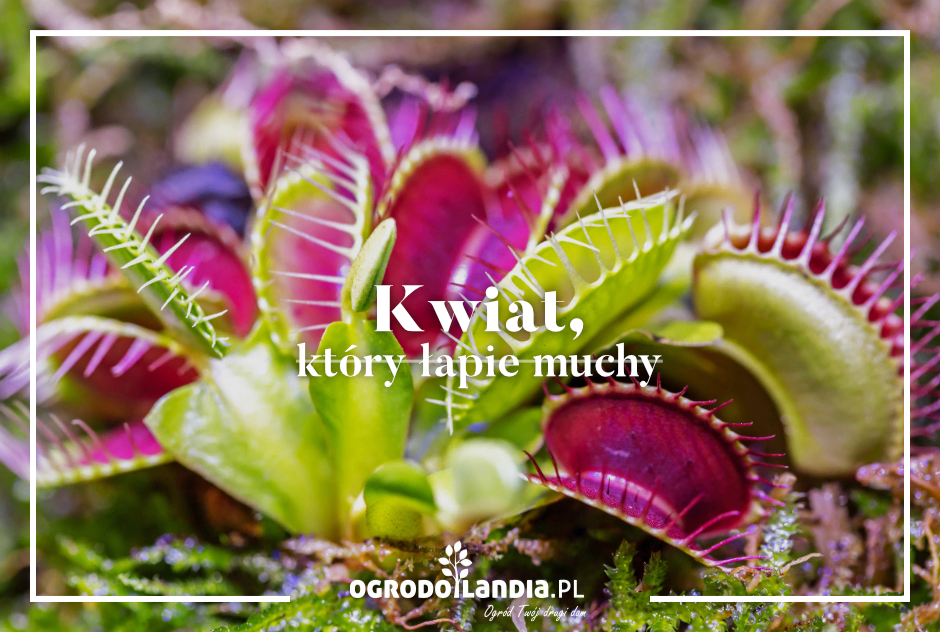 Kwiat, który łapie muchy