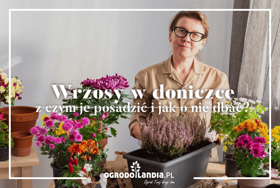Wrzosy w doniczce: z czym je posadzić i jak o nie dbać?