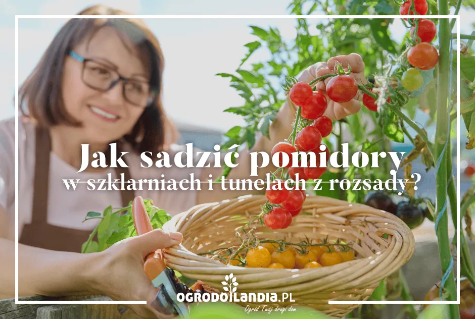 Od rozsady do pomidora - czyli jak nie zepsuć sadzenia!