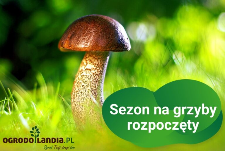Pomyłki na grzybach się zdarzają