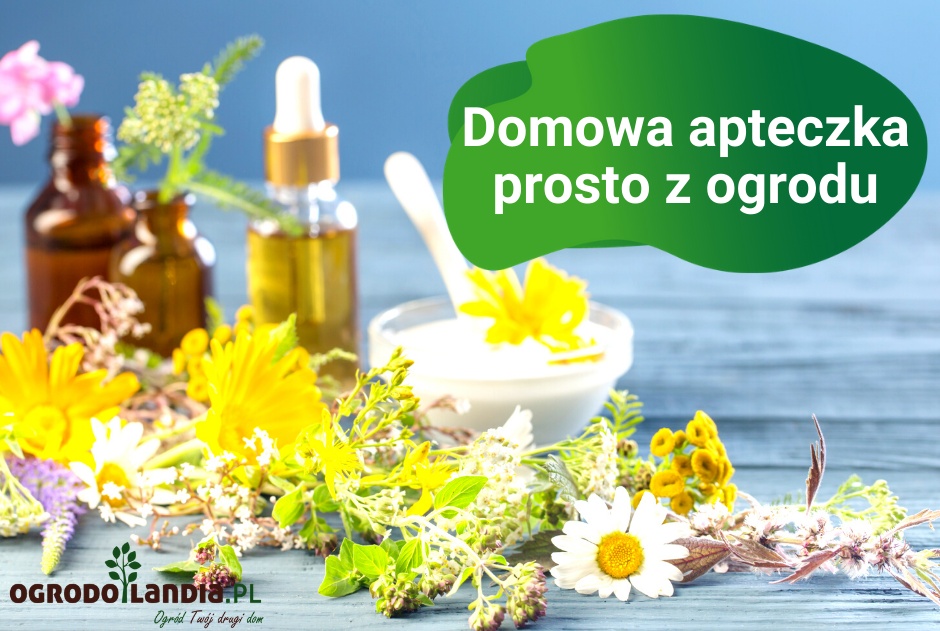 Domowa apteczka prosto z ogrodu