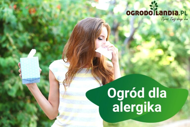 Ogród dla alergika i rośliny dla niego