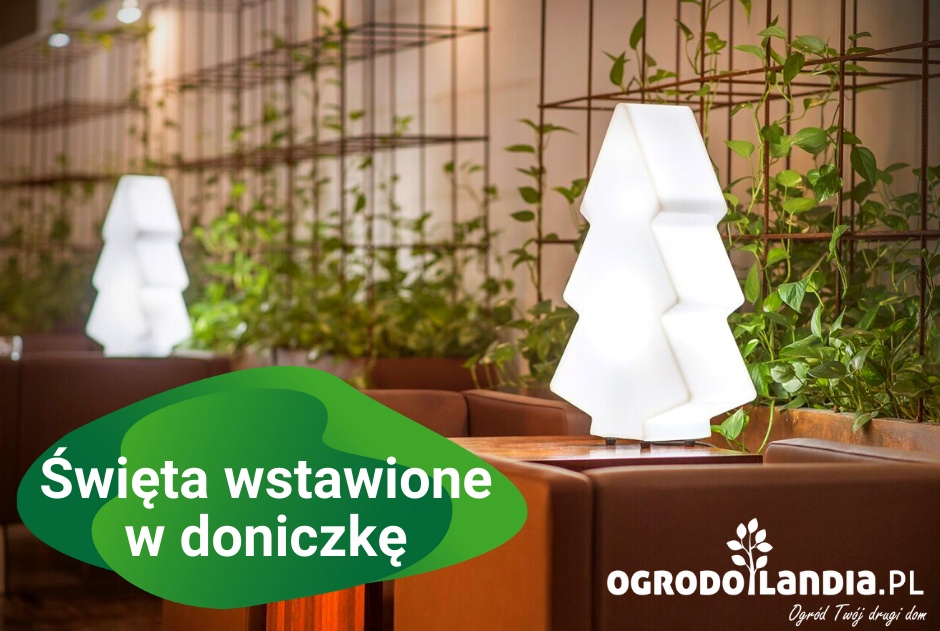 Święta wstawione w doniczkę