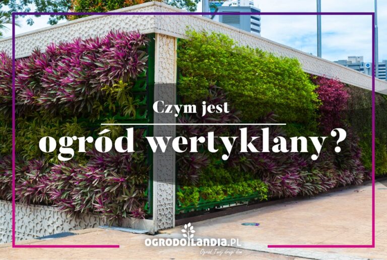 Ogród wertykalny