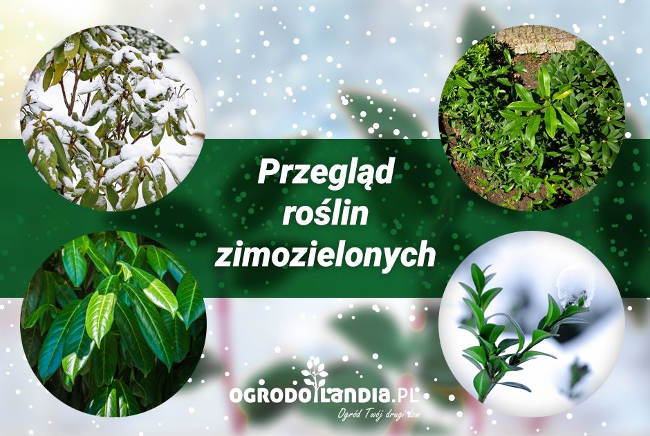 Przegląd roślin zimozielonych