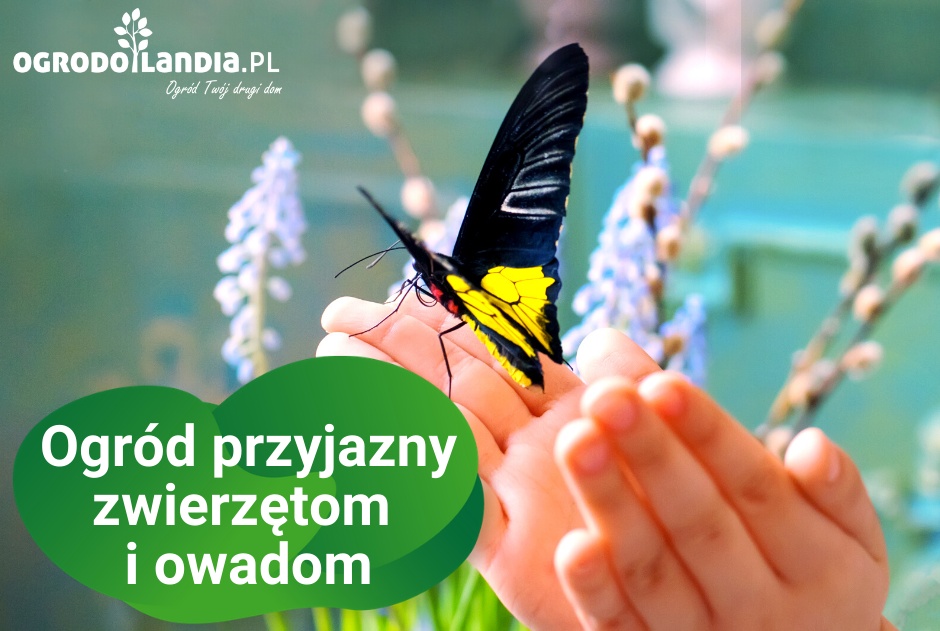 Ogród przyjazny zwierzętom i owadom