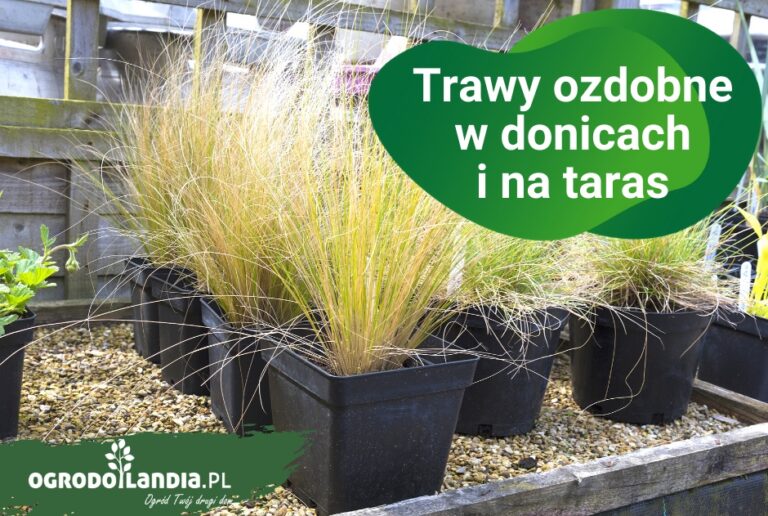 Trawy ozdobne w donicach na taras i balkon – jakie trawy wybrać?