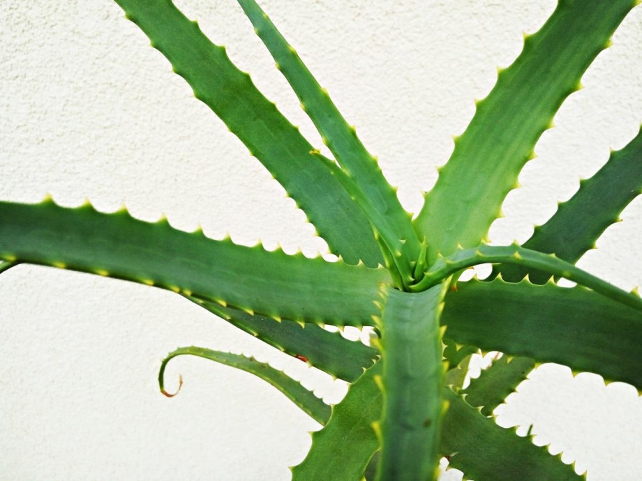 aloes drzewiasty