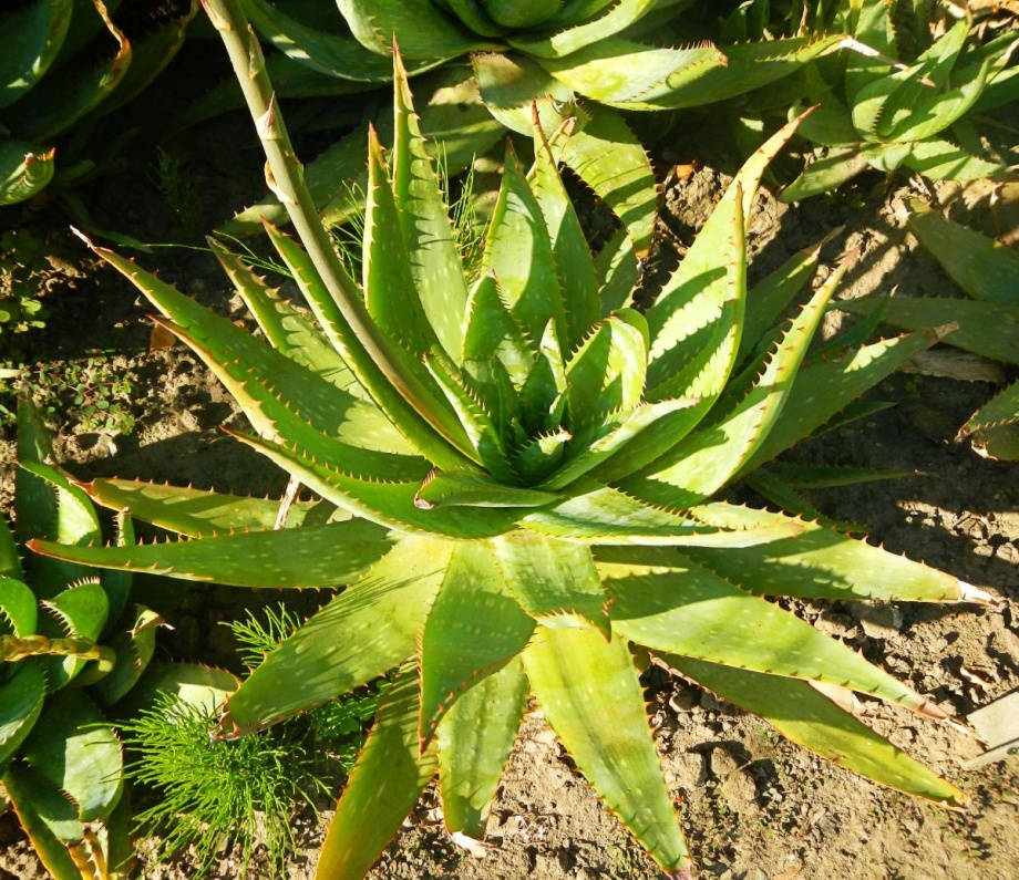 aloes w naturalnym środowisku