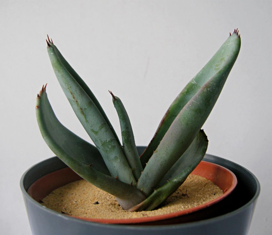 aloes w doniczce