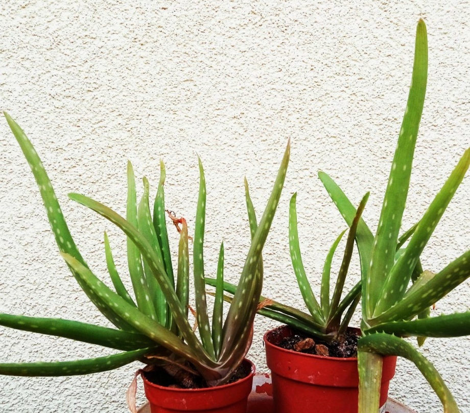 aloesy w doniczce na południowym stanowisku