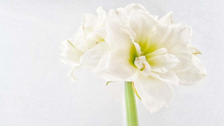 Hippeastrum amarylis