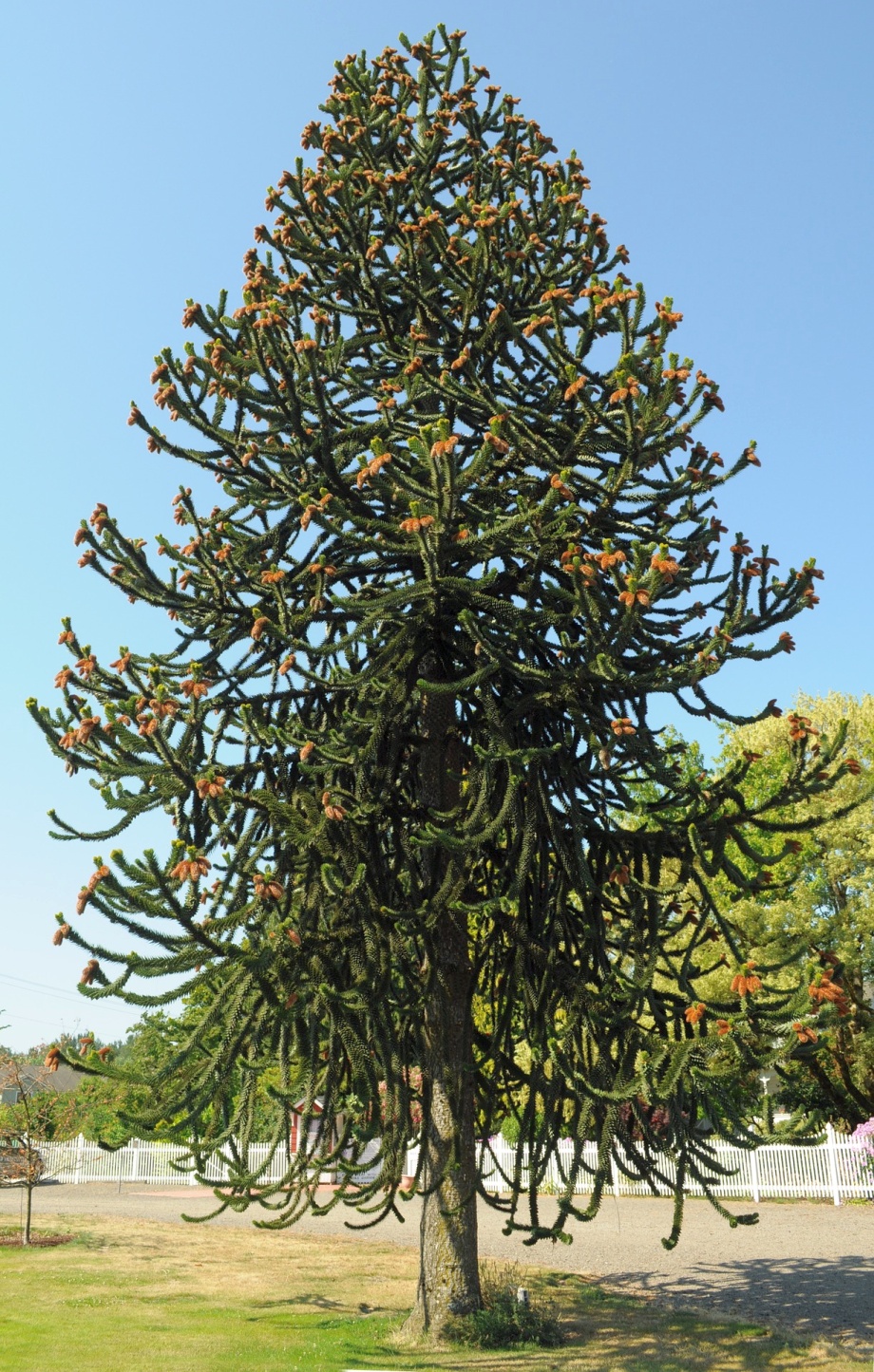 araukaria chilijska