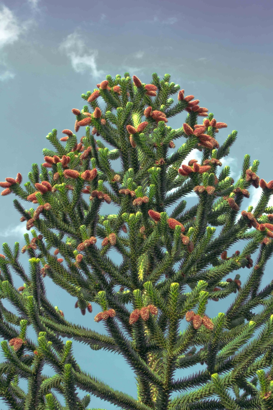 araukaria chilijska