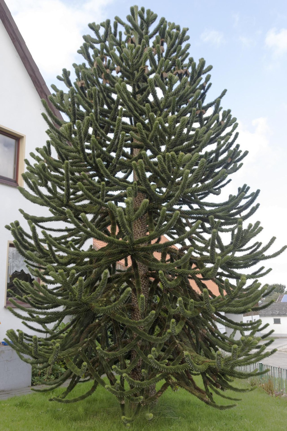 araukaria chilijska