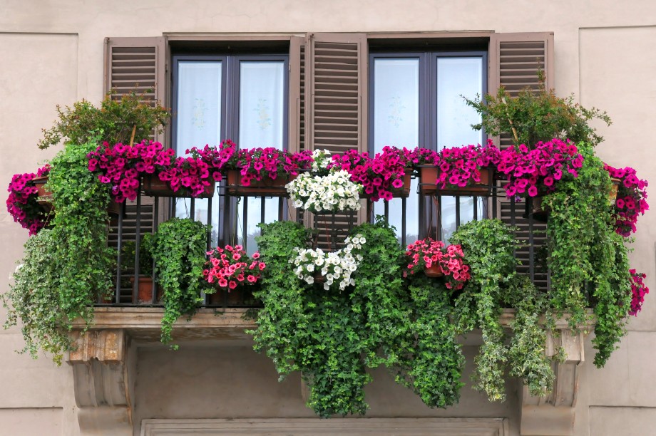 surfinie w donicach na balkonie