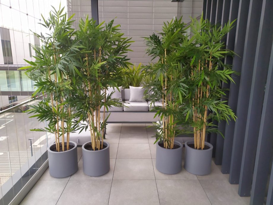 dracena w donicy