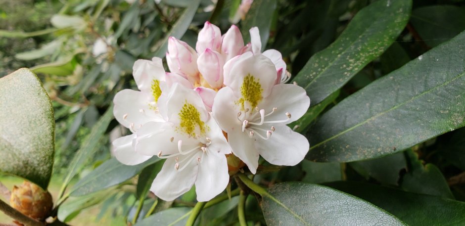 zółty rododendron