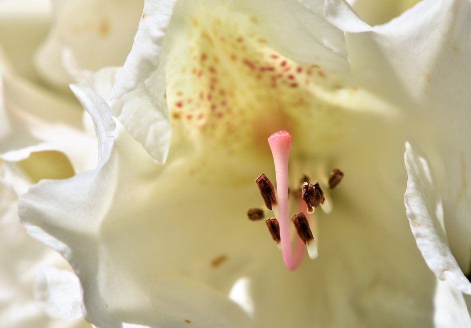 biały rododendron