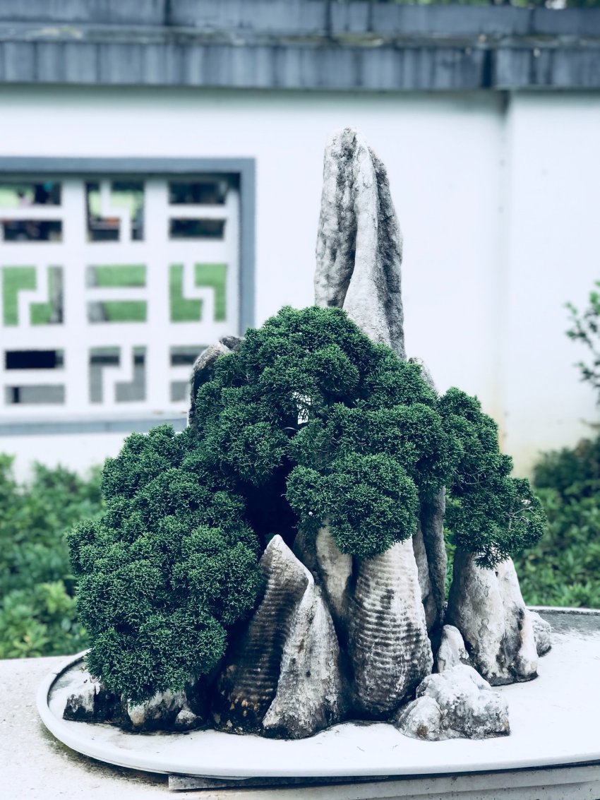 piękne bonsai