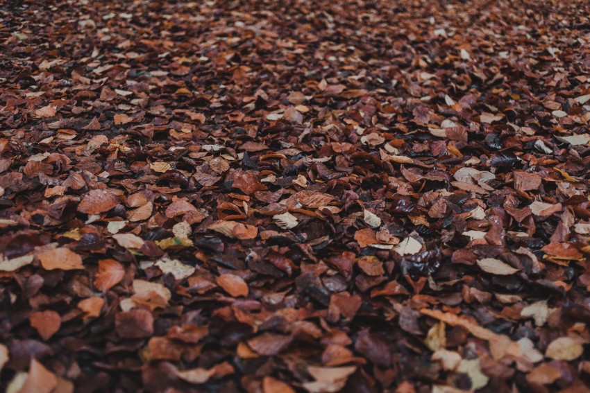 brązowe liście lężące na ziemi