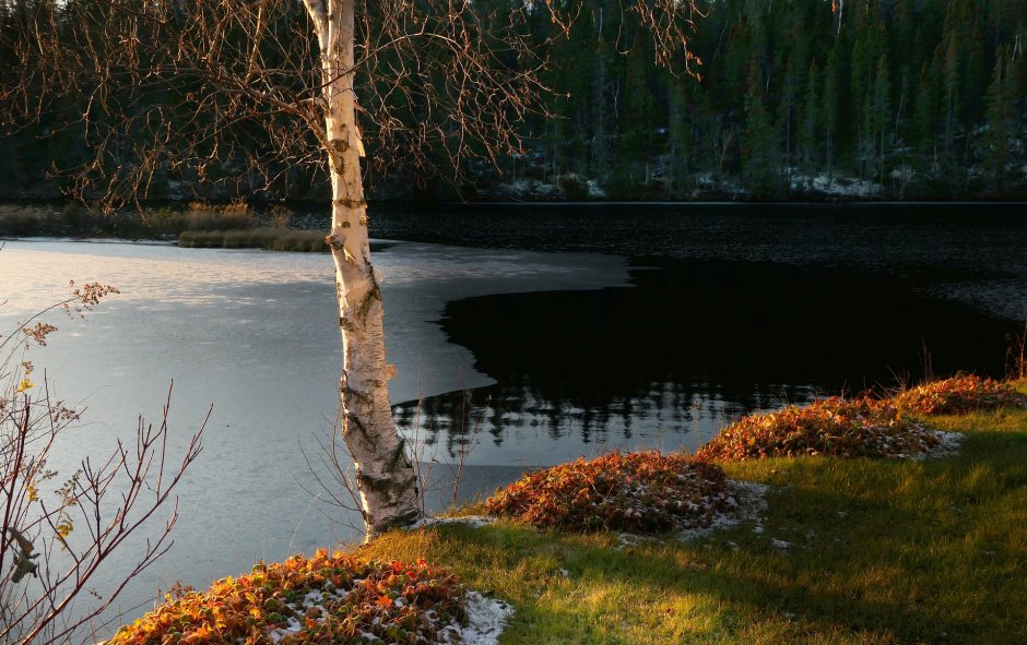 brzoza nad jeziorem