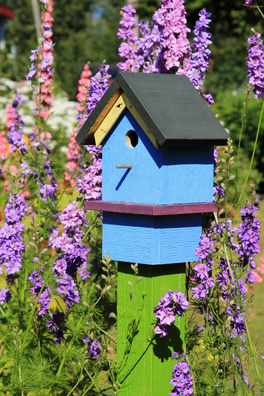 budka dla ptaków na gałęzi