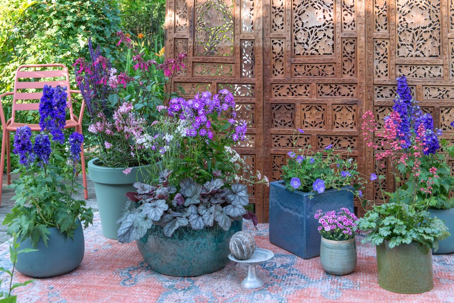 fioletowe byliny w donicach