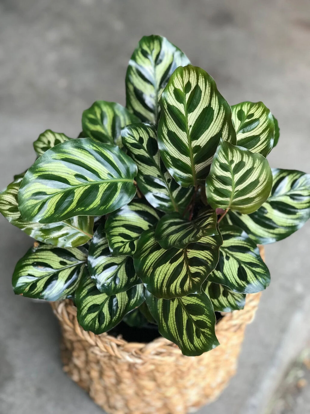 Bujna roślina Calathea z żywymi zielonymi, wzorzystymi liśćmi znajduje się w plecionym koszyku na szarej powierzchni. Idealna do zdjęć fotograficznych, jej liście prezentują uderzającą mieszankę jasnej i ciemnej zieleni z wyrazistymi paskami.