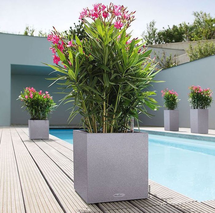 nowoczesna donica z oleandrem