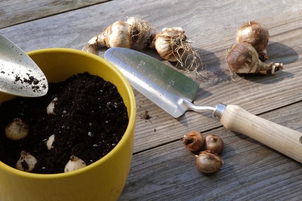 Żółta doniczka z ziemią i posadzonymi cebulkami stoi na drewnianej powierzchni obok kielni. Kilka nie posadzonych cebulek i nóż ogrodowy są rozrzucone w pobliżu