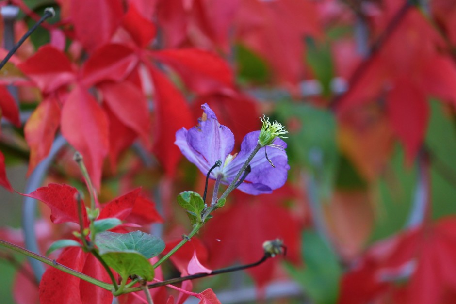 clematis powojnik