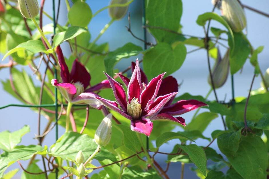 clematis powojnik
