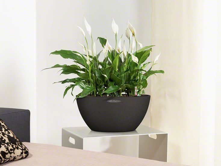 skrzydłokwiat w wąskiej doniczce