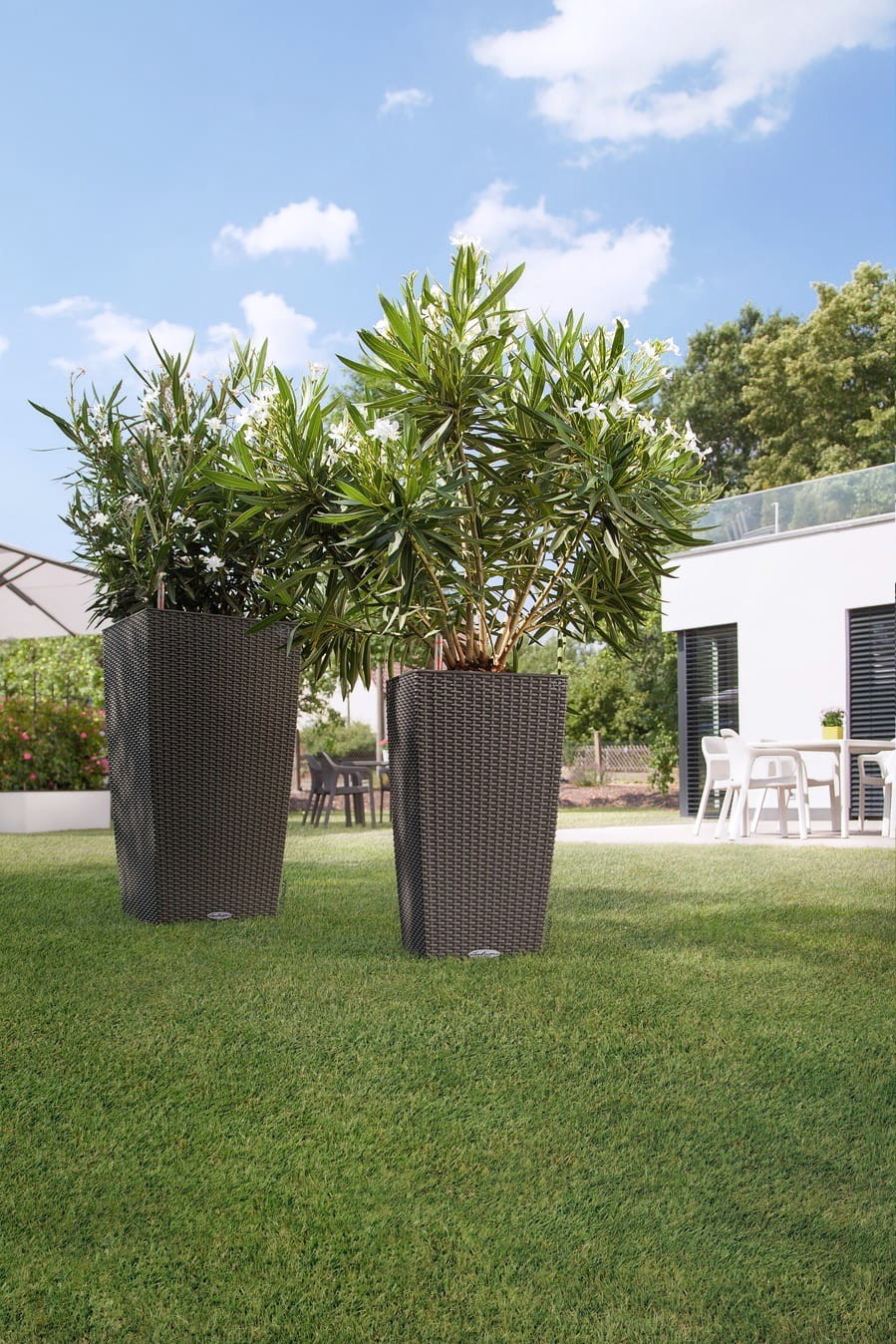 oleandry w donicach cubico cottage