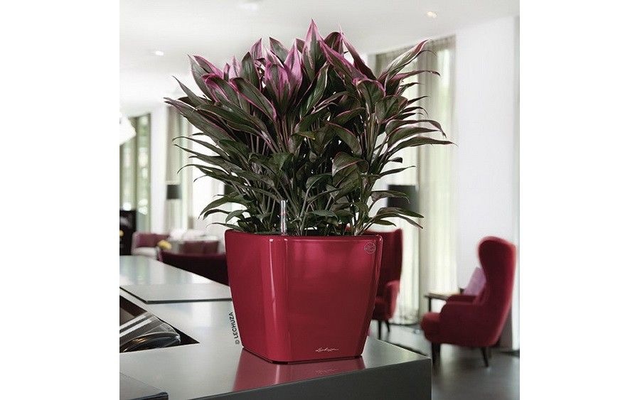 filodendron wytworny