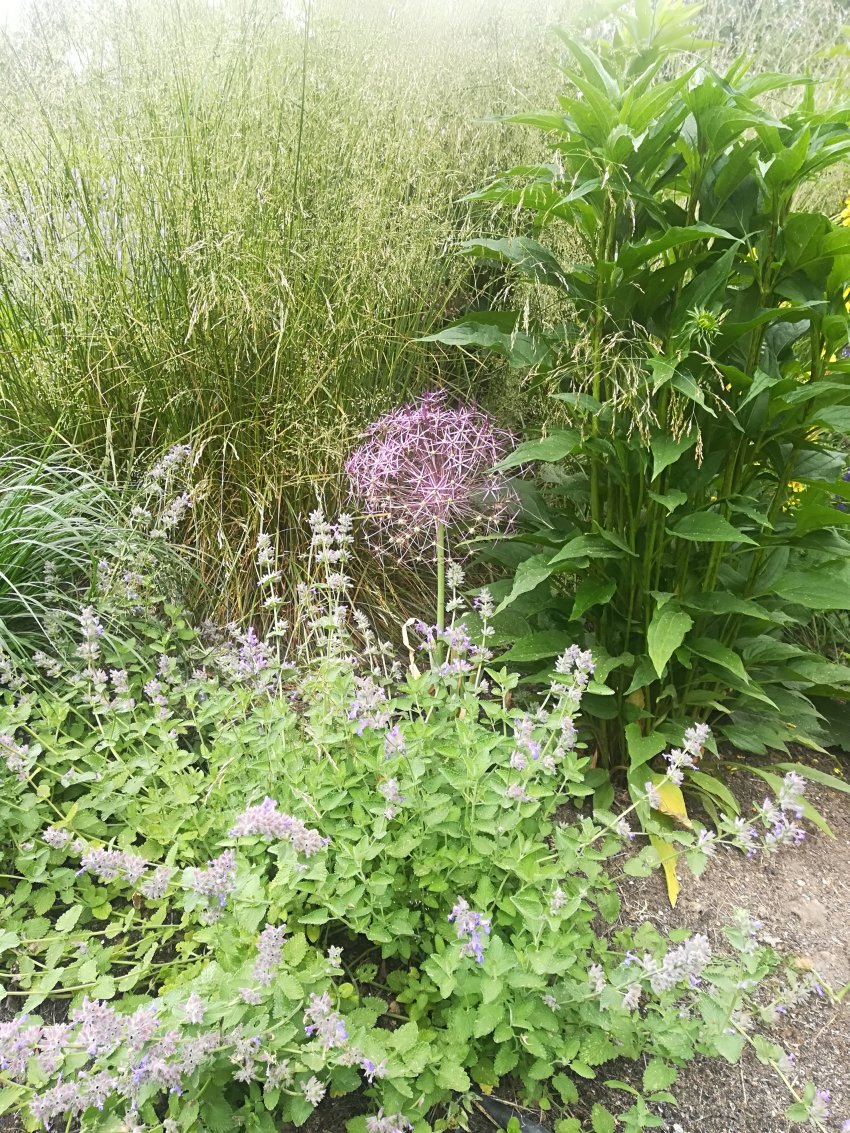 czosnek ozdobny na rabacie