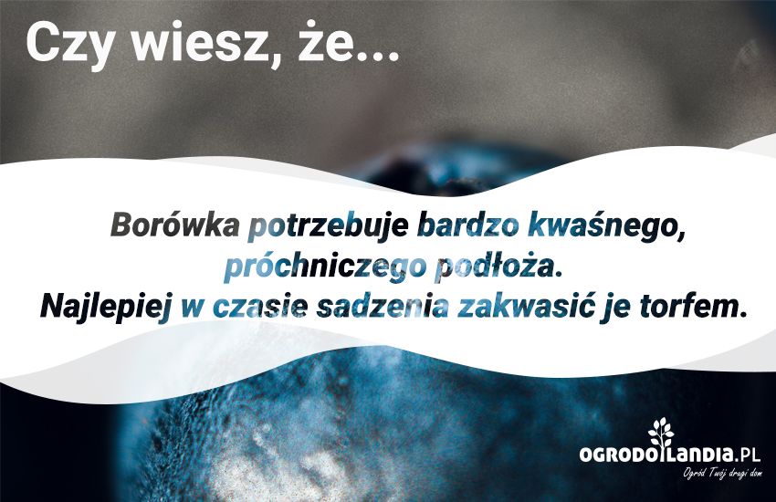 owoce borówki amerykańskiej w dłoniach