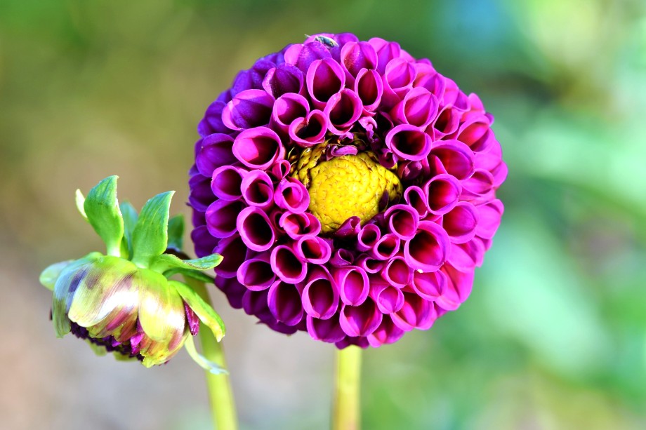 dalia